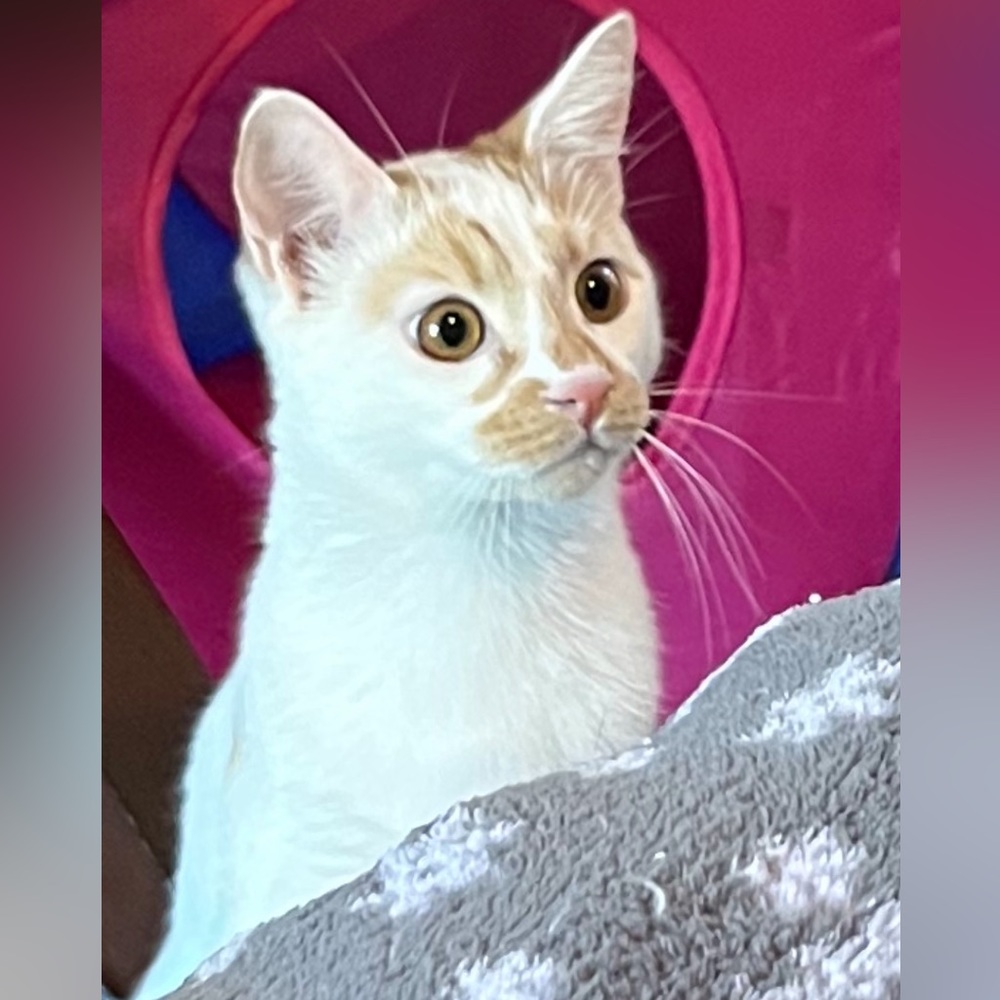 Meet your Posher, Pamela